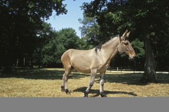 Mule, cross between male donkey and female horse