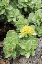 Roseroot, Golden Root (Rhodiola rosea), Aaron's Rod