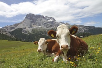 Cow