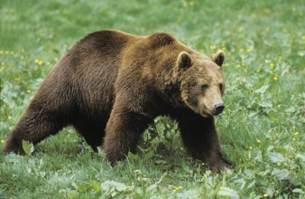 Brown Bear (ursus arctos)