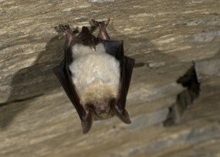 Greater mouse eared bat (Myotis myotis), giant bat