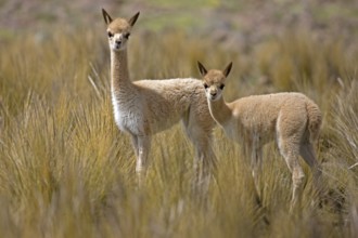 Vicuña (vicugna vicugna), female with young, Pampas Galeras Reserve in Peru