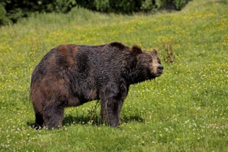 BROWN BEAR (ursus arctos), ADULT STANDING ON GRASS