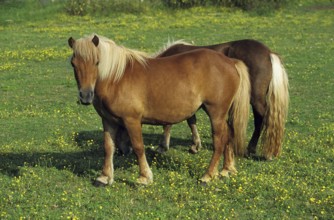 Shteland Pony, Horses in Meadow