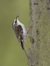 Eurasian Treecreeper (Certhia familiaris)