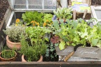 Forcing bed with herbs