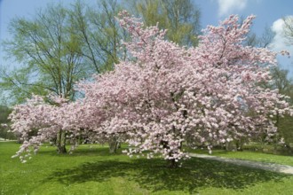Japanese cherry Accolade (Prunus sargentii x subhirtella)