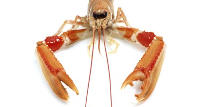 Dublin Bay Prawn or Norway Lobster or Scampi, ephrops norvegicus against White Background