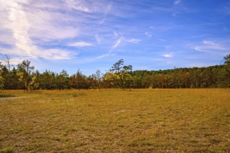 Meadow on the Mönchsberg quarry with blue sky and veil clouds, Jena, Thuringia, Germany, Europe