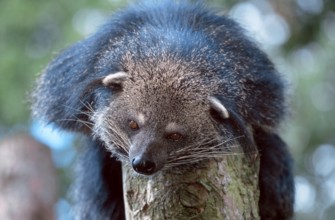 Binturong (Arctictis binturong), bear cat