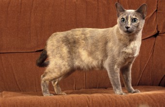 TONKINESE DOMESTIC CAT, ADULT