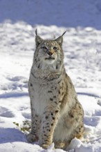 European Lynx or Eurasian Lynx (felis lynx), Adult sitting on Snow