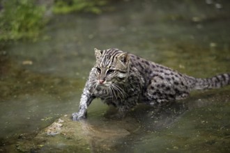 Fishing Cat (prionailurus viverrinus), Adult standing in Water