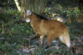 Maned Wolf (chrysocyon brachyurus), Adult