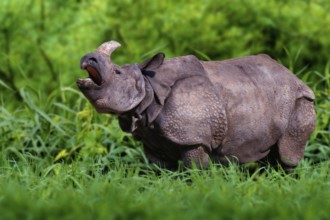 Indian Rhinoceros (Rhinoceros unicornis)