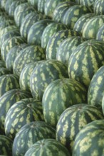 Watermelons (Citrullus lanatus)