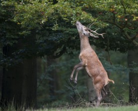 Red Deer (Cervus elaphus), male, eating from tree