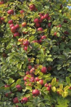 Apple Tree Variety : Idared