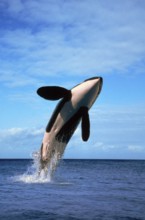 Killerwhale (Orcinus orca)