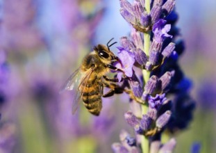 Macro of a Honey bee (Apis mellifera) on a lavender flower (Lavandula angustifolia) France