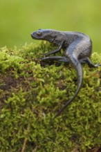 Northern crested newt (Triturus cristatus), Rhineland-Palatinate, Germany, Europe