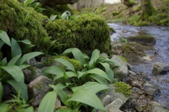 First wild garlic (Allium ursinum) in spring, wild vegetables, Kocher valley, Kocher, Schwäbisch