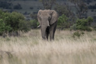 African elephant (Loxodonta africana) bull, Lush Private Game reserve, Pilanesberg National Park,