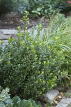 (Ilex crenata ROBUSTICO)
