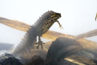 Common newt (Lissotriton vulgaris), male in water spawning swims, underwater photo in spawning