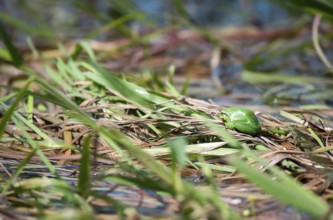 European tree frog (Hyla arborea), sitting on vegetation in the bank area in the sun, Lower Saxony