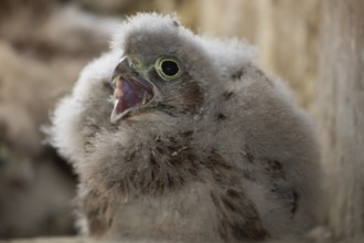 Kestrel young bird with open beak sitting in nesting site looking left