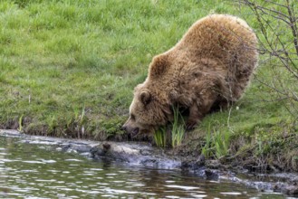 Brown bear (Ursus arctos), Poing Wildlife Park, Upper Bavaria, Bavaria, Germany, Europe