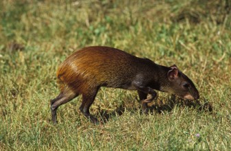 AGOUTI (dasyprocta) agouti, LOS LIANOS VENEZUELA