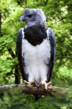 Harpy Eagle (Harpia harpyja)