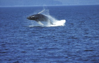 Humpback Whale (megaptera novaeangliae), Adult Breaching, Alaska