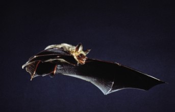MOUSE-EARED BAT (myotis myotis), ADULT IN FLIGHT