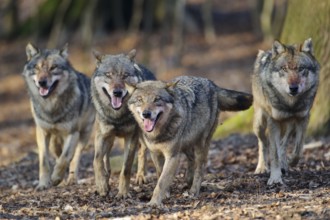 Wolvess(Canis lupus)