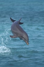 Bottlenose Dolphin (tursiops truncatus), Leaping, Honduras, Central America
