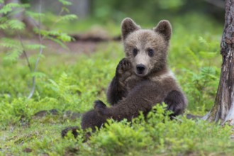 European Brown bear (Ursus arctos) young animal, Finland, Europe