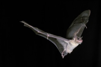 Mouse-Eared Bat (myotis myotis), Adult in Flight against Black Background