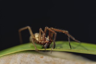 Large angle spider sitting on a green leaf