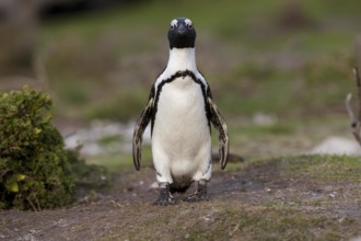 Jackass Penguin or African Penguin (spheniscus demersus), Adult, Betty's Bay in South Africa