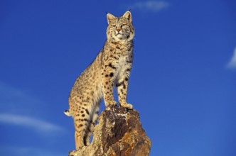 Bobcat (lynx rufus), Adult on Rocks, Canada, North America