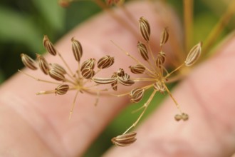 Common fennel (Foeniculum vulgare), seeds, wild fennel