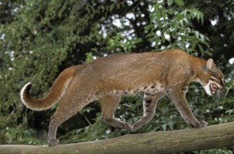 ASIA GOLD CAT OR TEMMINK CAT catopuma temmincki, adult, RUNNING ON A BRANCH