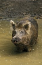 WILD BOAR (sus scrofa), ADULT STANDING IN WATER, FRANCE