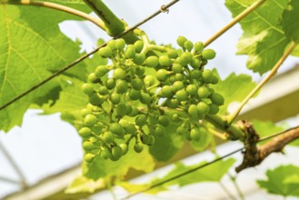 Growing grapes collection. Bunch of growing young grapes in a vineyard. Growing young grape with