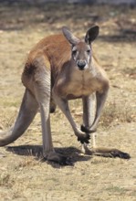 Red Kangaroo (macropus rufus), Australia, Oceania