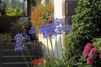 Blue lily (Agapanthus africanus), inflorescence with hydrangea flowering in the garden, bigleaf