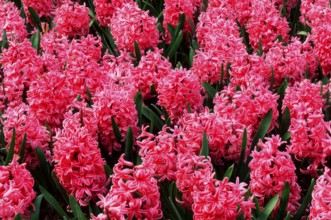 Pink pearl&quot